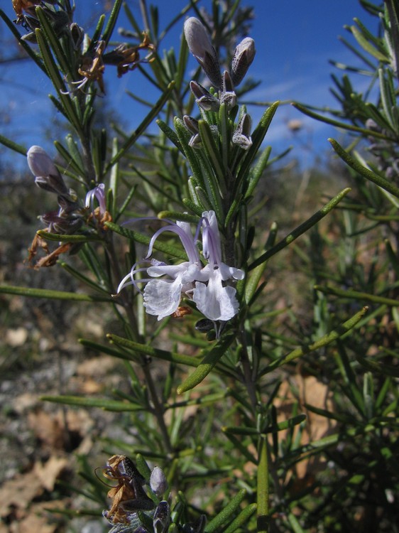 Rosmarinus officinalis